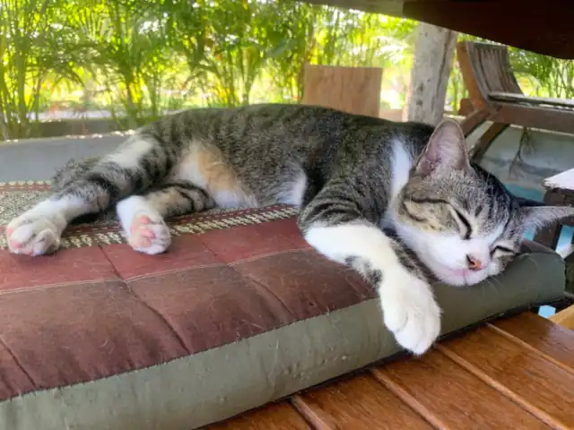 A cat asleep on a cushion