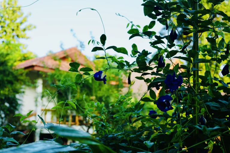 Blue butterfly pea flowers growing beside the retreat houses