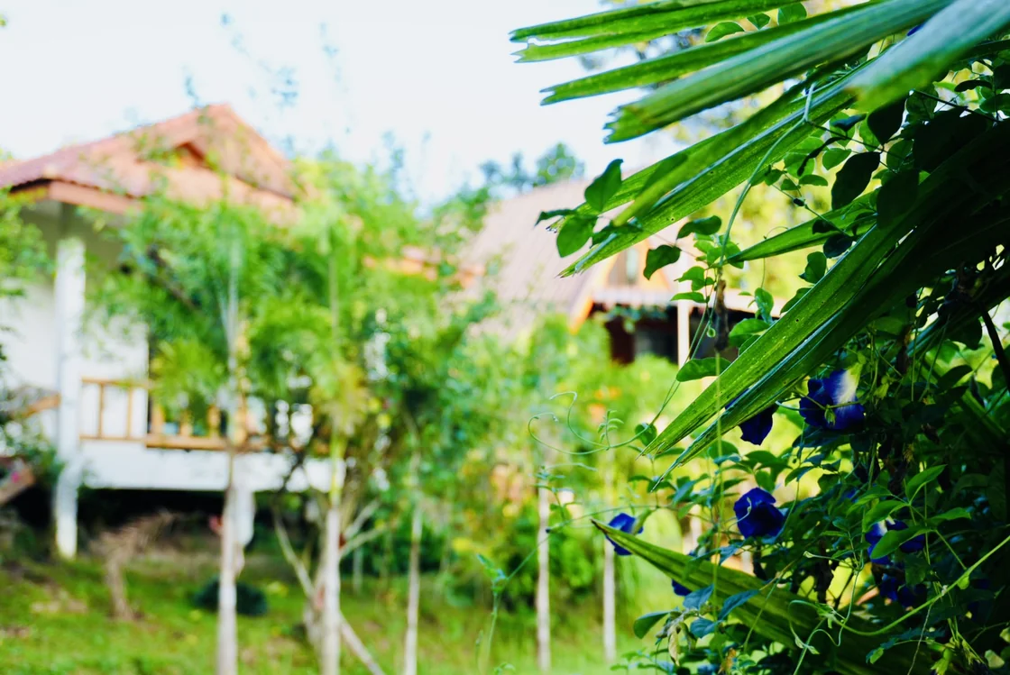 Palm leaves and blue flowers framing the True Nature garden houses
