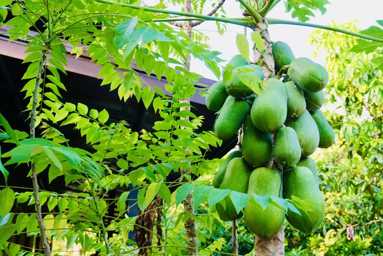 Green papayas ripening on a tree in the True Nature garden