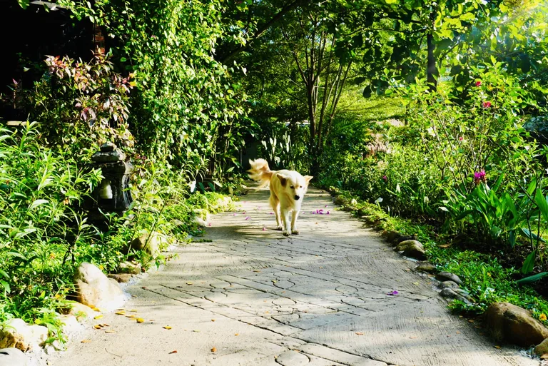 A True Nature dog strolling along the leafy garden path
