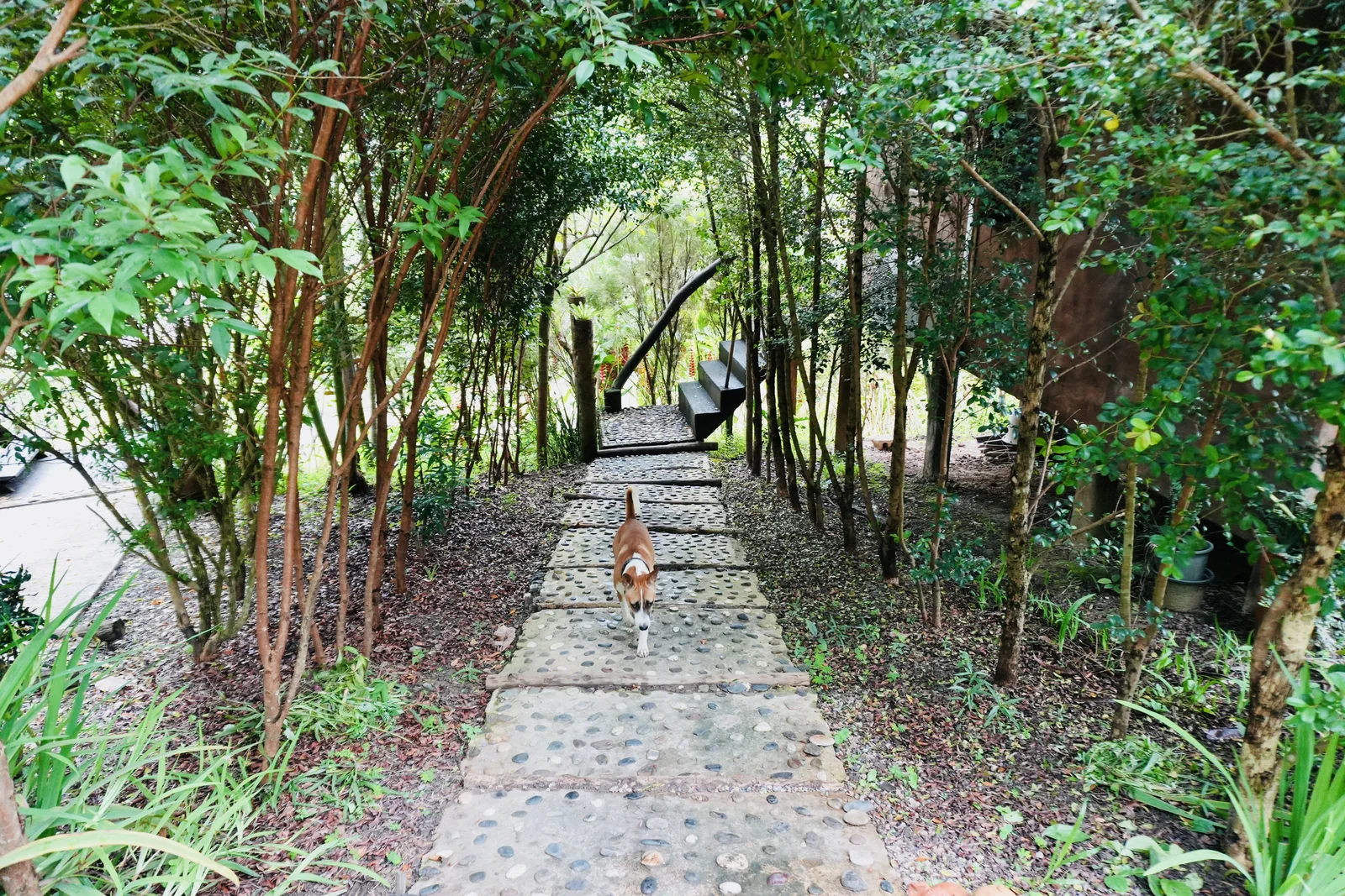 A shaded walking path through the green landscape around True Nature