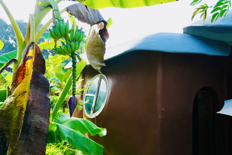 A round-window house nestled among banana plants at True Nature