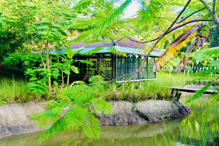 The garden shala beside the pond, framed by tropical trees