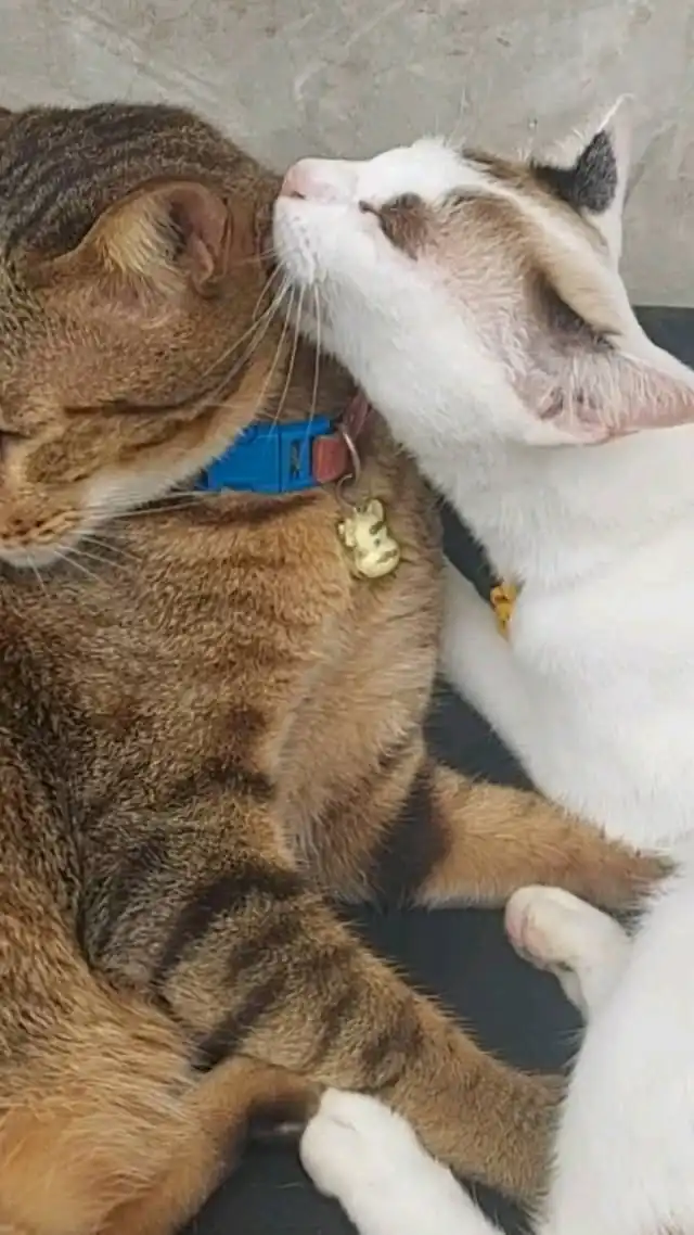 Two of the True Nature cats curled up together