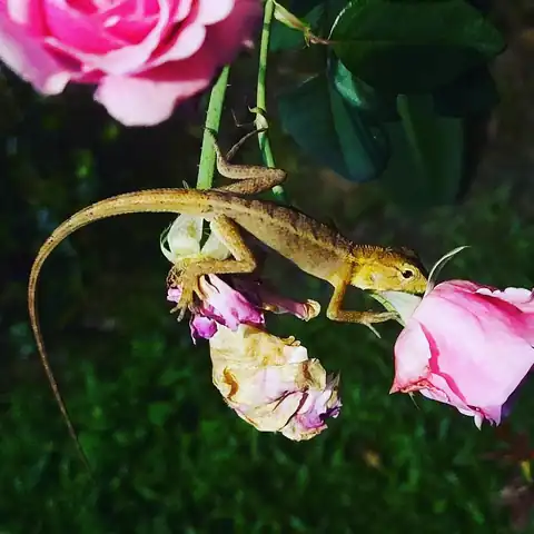 A visitor in the rose garden