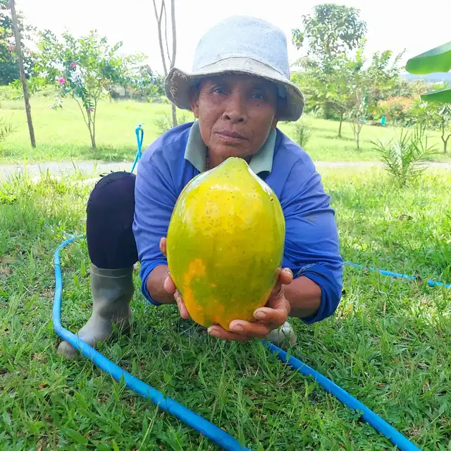 Yai, Ning's mother, holding a papaya from the garden