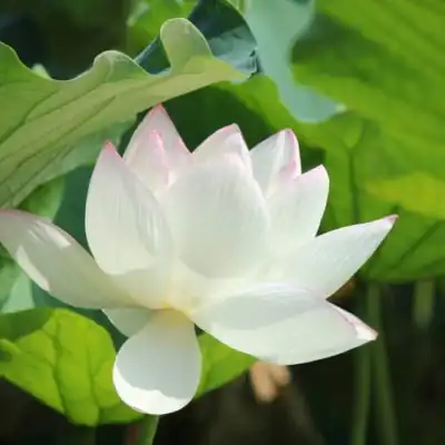 A white lotus flower