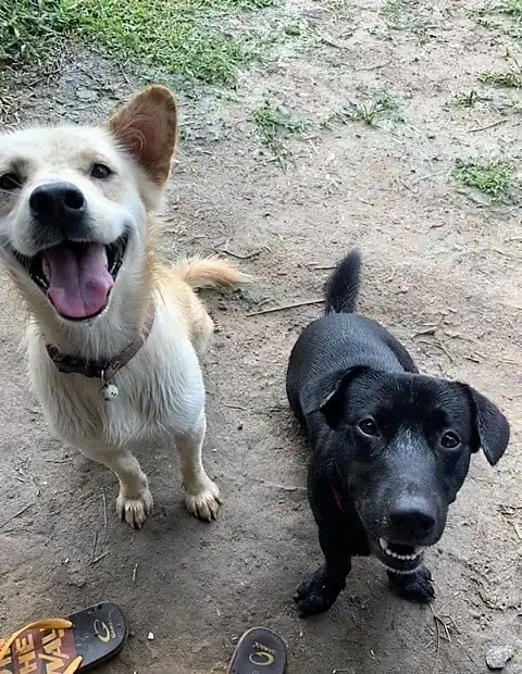 Two of the True Nature dogs