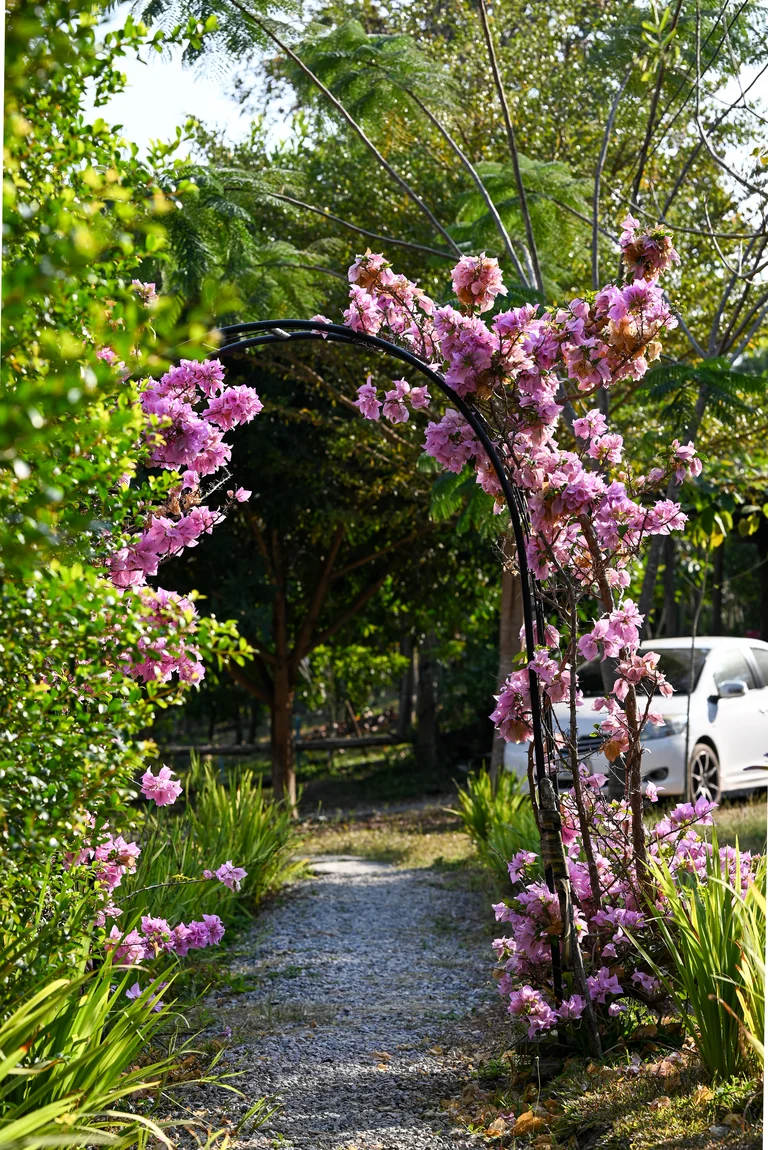 A flowering garden arch and shaded path at True Nature
