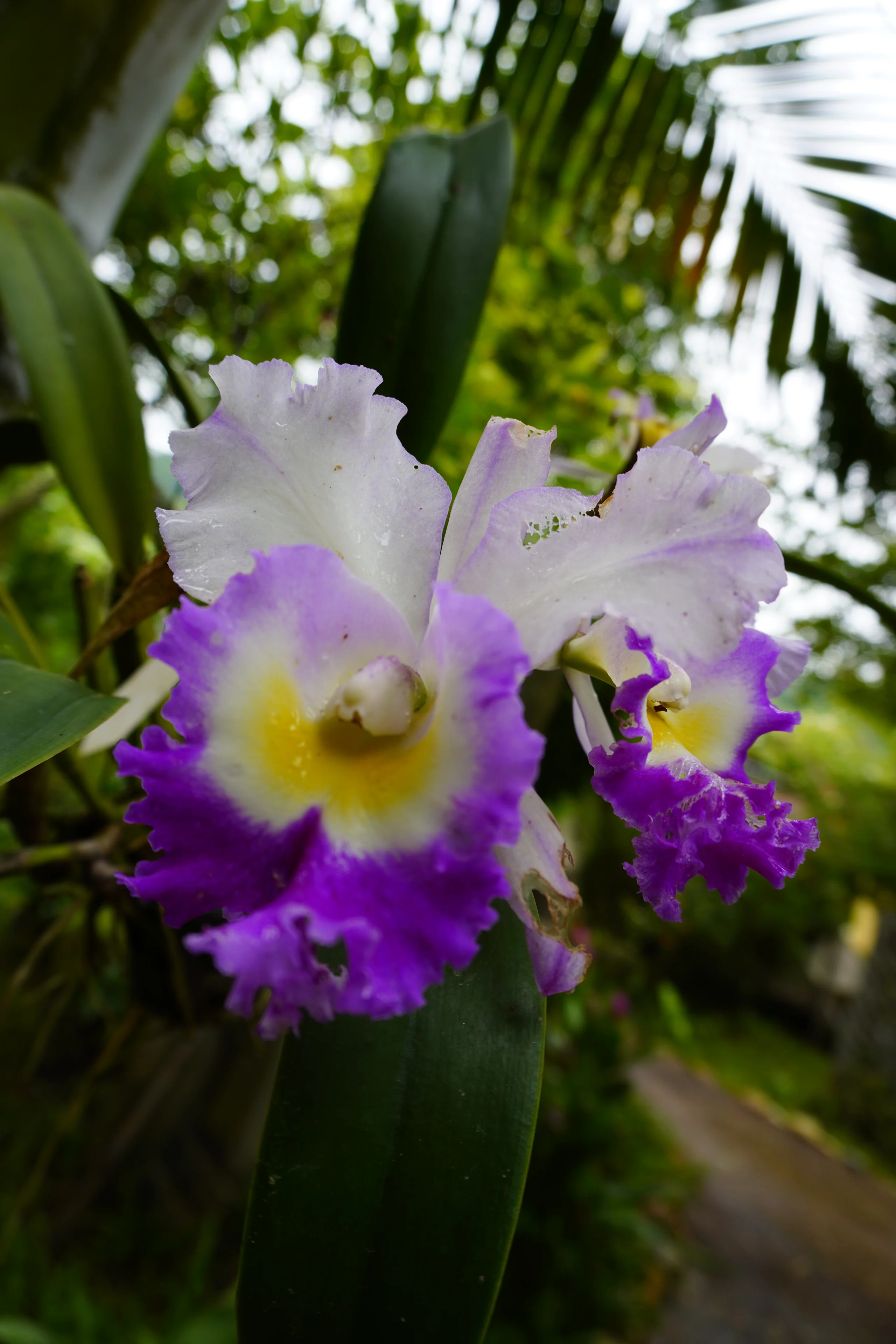 Purple and white orchids growing among the trees at True Nature