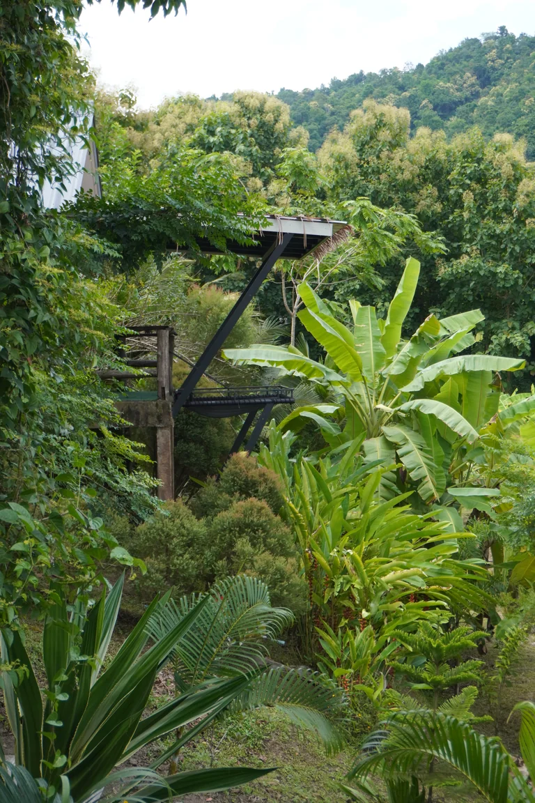 A green garden walkway among banana plants and forested hills at True Nature