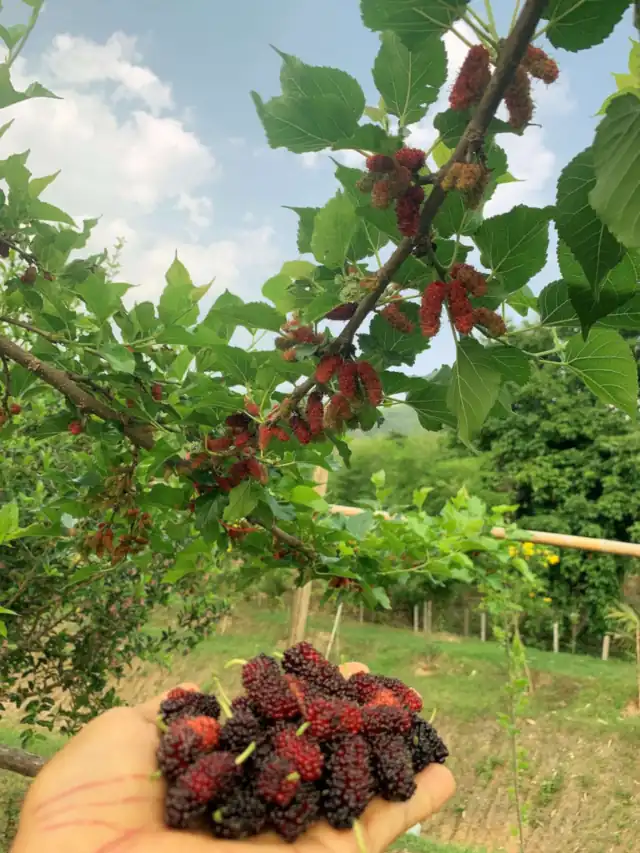 Mulberries picked from the trees by the Rose House