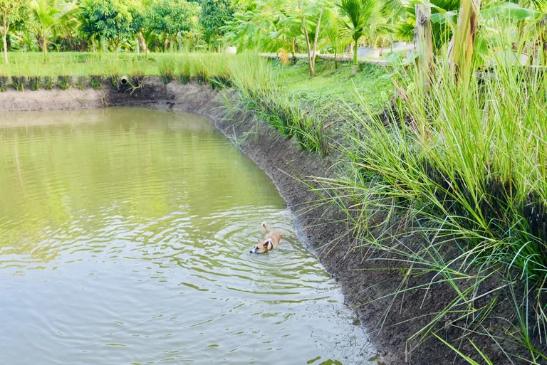 A resident dog swimming in the garden pond beside reeds and palms
