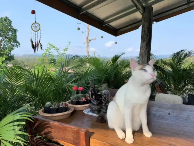 A white cat on the dining counter