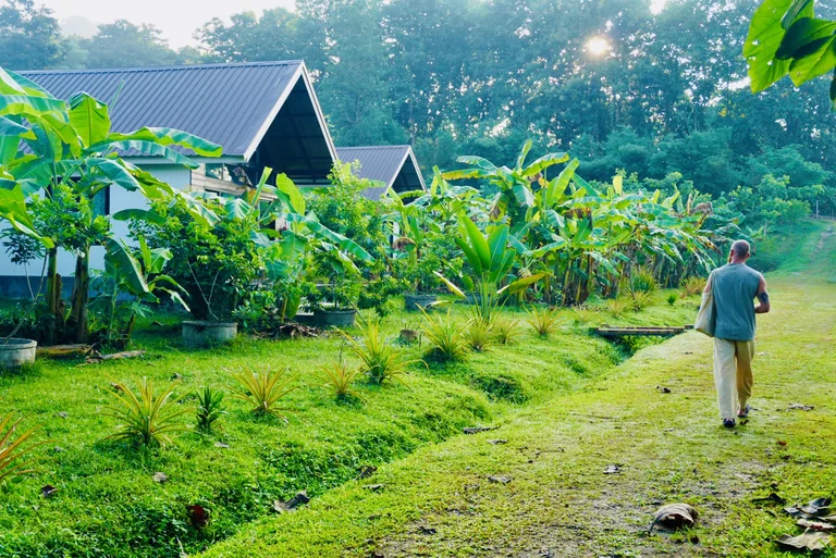 A guest walking beside the cottages and banana plants at True Nature