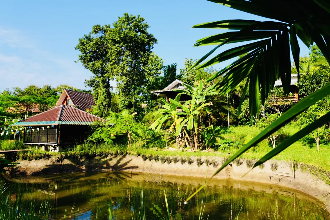 The pond, garden shala and retreat houses among banana plants at True Nature