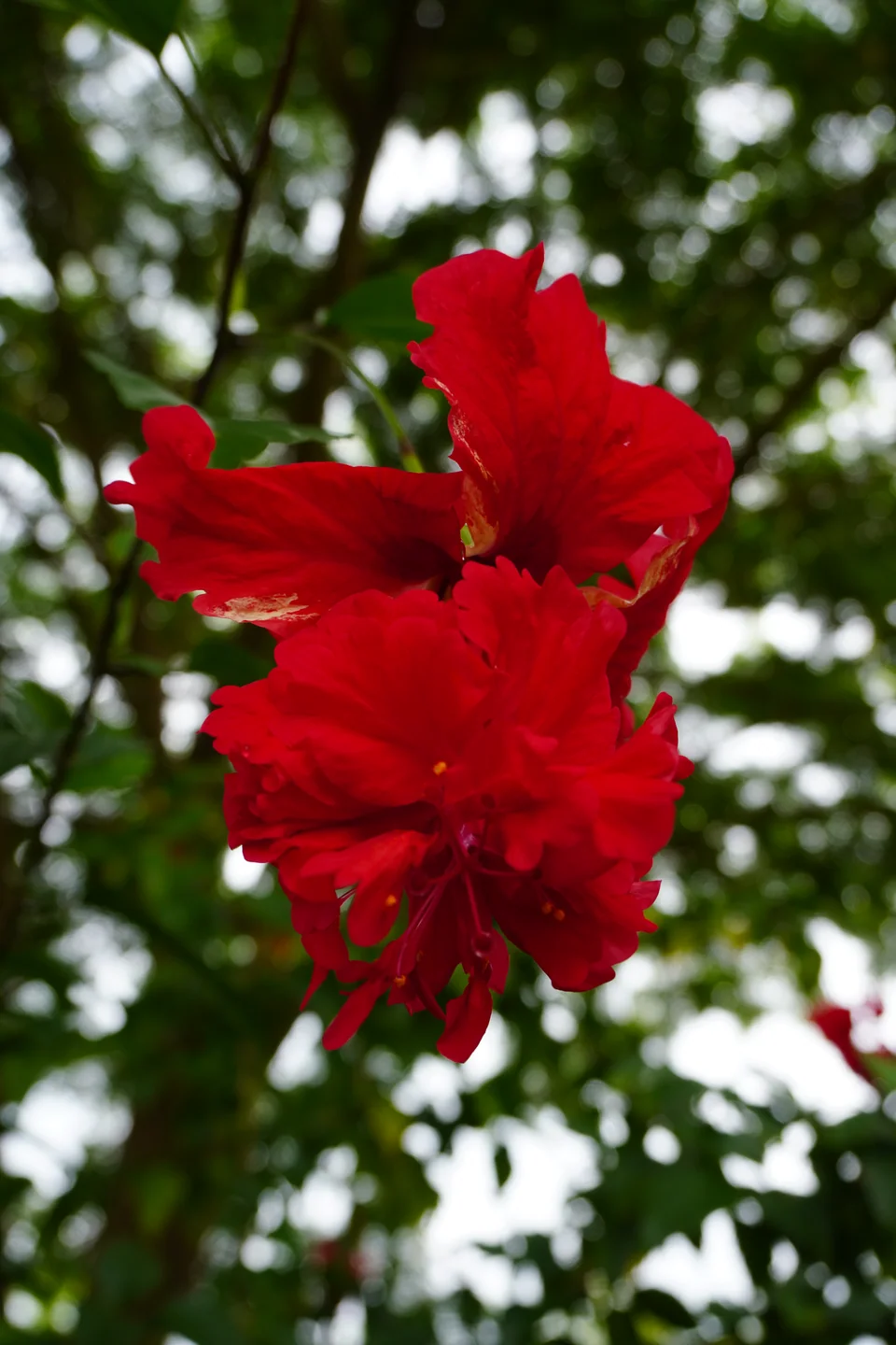 Red hibiscus flowering among the trees in the True Nature garden