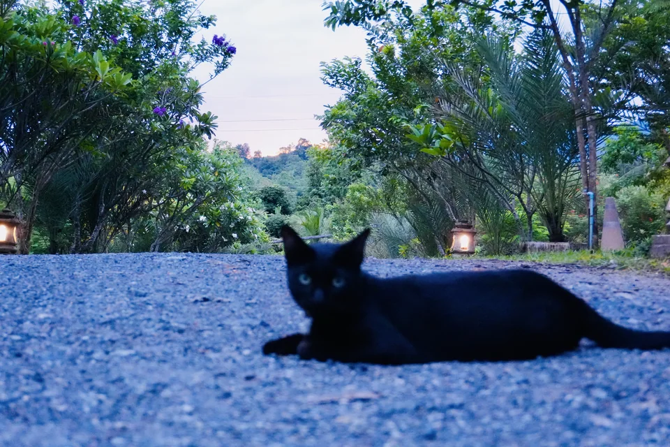 A resident black cat resting on a quiet True Nature garden path