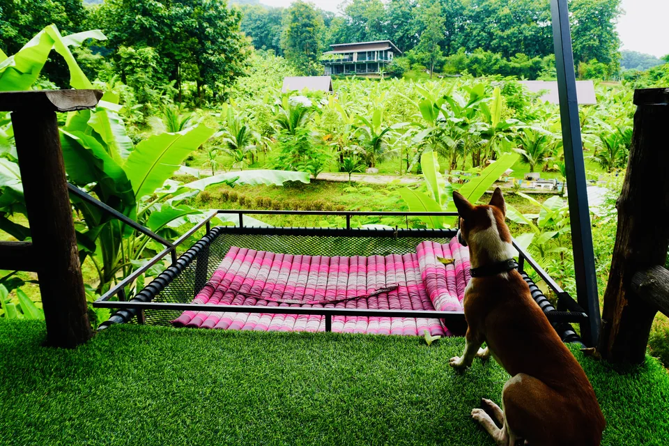 A resident dog beside a hammock net on a garden balcony