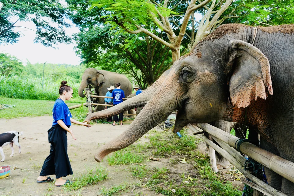 Guests visiting elephants in the green countryside outside Chiang Mai