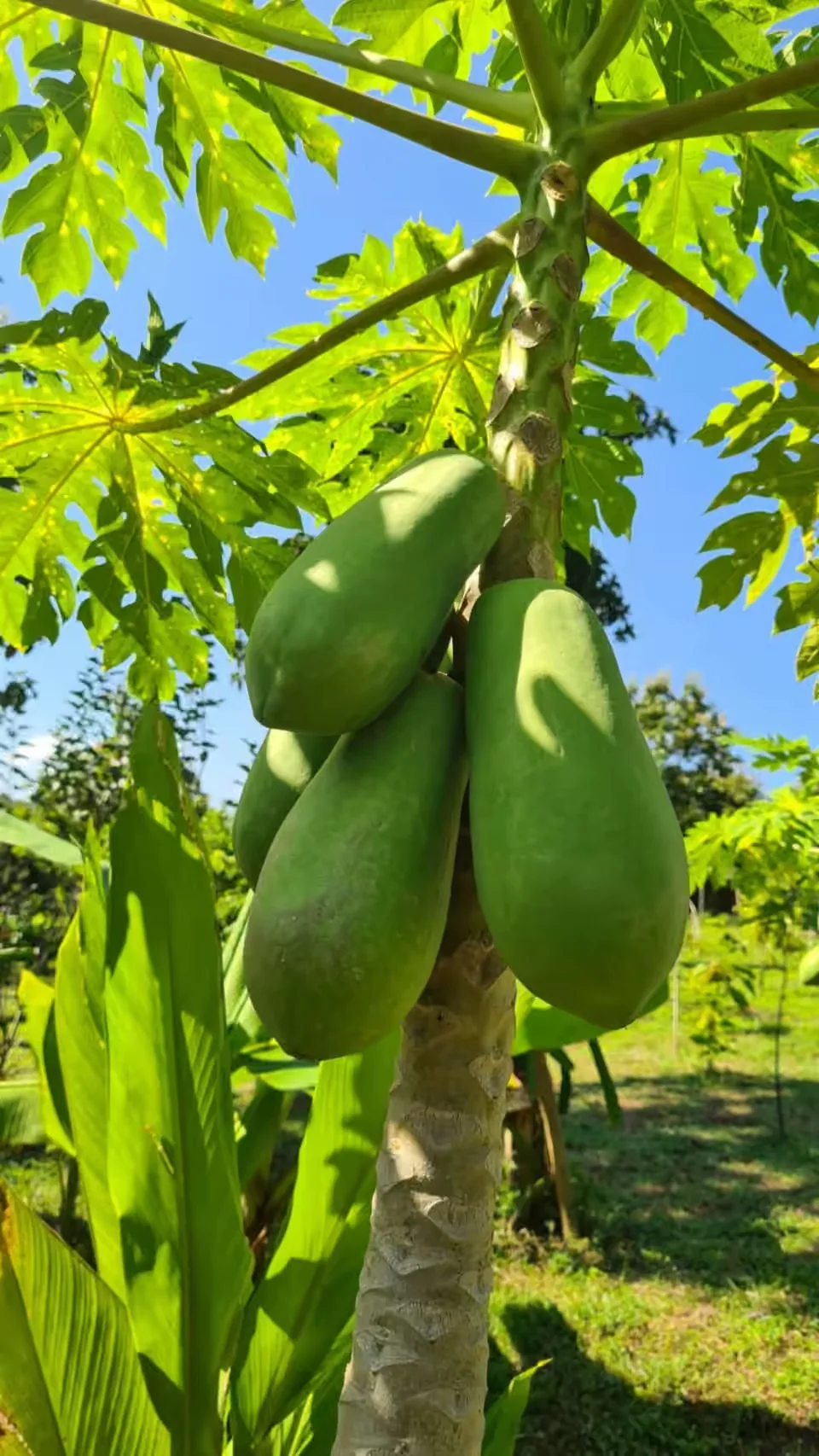 Fresh papayas growing among the banana leaves in the True Nature garden