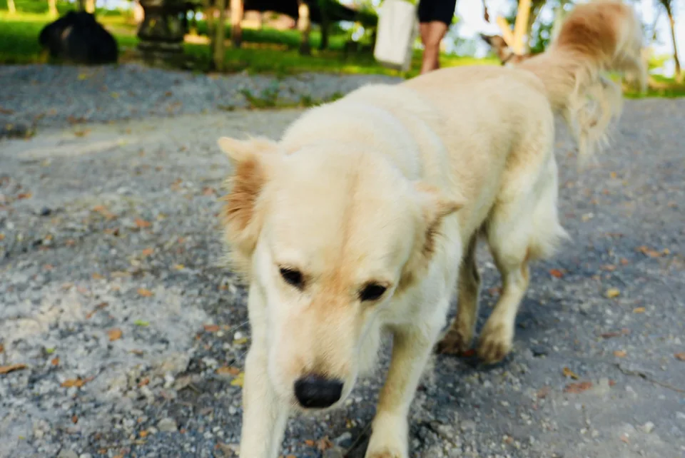 A resident dog enjoying the True Nature garden