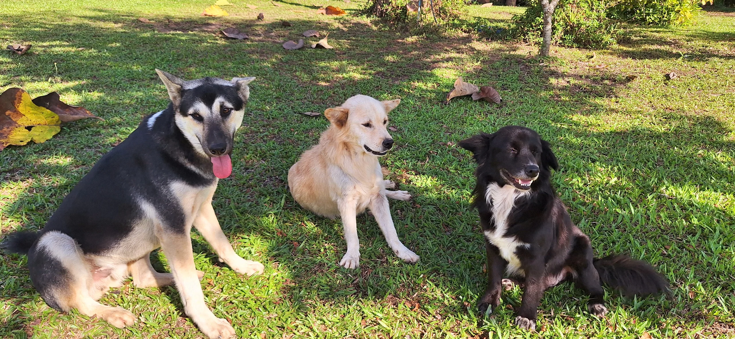Three resident True Nature dogs resting together on the lawn